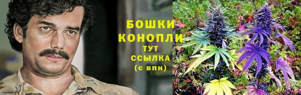прущие грибы Новодвинск